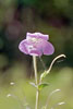 large-flowered beardtongue