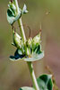 large-flowered beardtongue