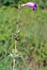 large-flowered beardtongue