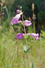 large-flowered beardtongue