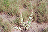 large-flowered beardtongue