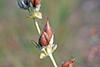 large-flowered beardtongue