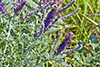 leadplant