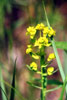 leafy spurge