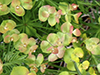 leafy spurge