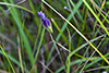 lesser fringed gentian