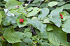 limber honeysuckle