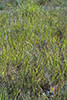 long-bearded hawkweed