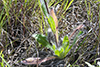 long-bearded hawkweed