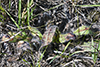 long-bearded hawkweed