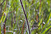 long-bearded hawkweed