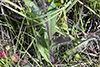long-bearded hawkweed