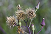 long-bearded hawkweed