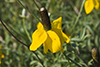 long-headed coneflower