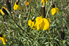 long-headed coneflower