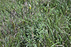 long-headed coneflower