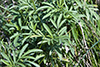 long-headed coneflower