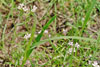 long-leaved bluet