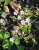 low baby’s-breath