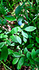 lowbush blueberry