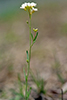 lyre-leaved rock cress