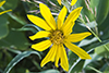 Maximilian’s sunflower