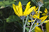 Maximilian’s sunflower