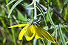 Maximilian’s sunflower