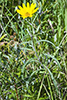 Maximilian’s sunflower