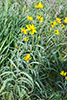 Maximilian’s sunflower
