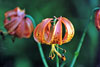 Michigan lily