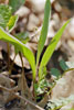 Minnesota Dwarf Trout Lily