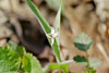 Minnesota dwarf trout lily