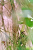 Missouri gooseberry