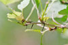 Missouri gooseberry