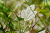 Missouri gooseberry