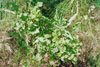 Missouri gooseberry