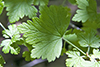 Missouri gooseberry