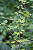 Missouri gooseberry