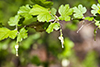 Missouri gooseberry