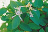 Morrow’s honeysuckle