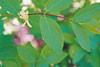 Morrow’s honeysuckle