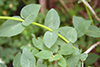 Morrow’s honeysuckle