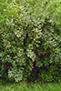 Morrow’s honeysuckle