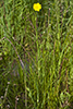 meadow salsify