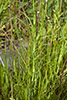 meadow salsify