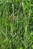 mountain death camas