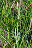 mountain death camas