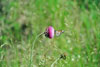 musk thistle
