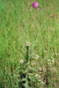 musk thistle